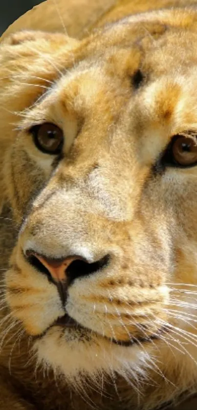 Close-up of a majestic lion with golden fur in natural light.