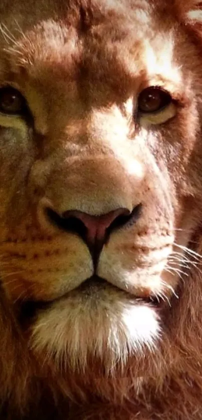 Close-up of a majestic lion's face with rich brown shades.