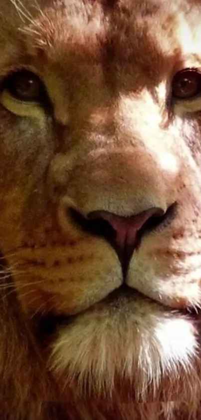 Close-up of a majestic lion's face displaying its regal and fierce expression.