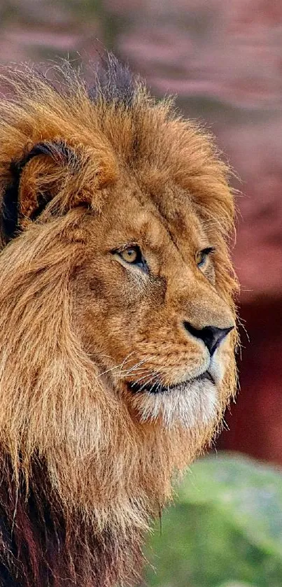 Majestic lion in profile with a lush mane, set against a natural backdrop.