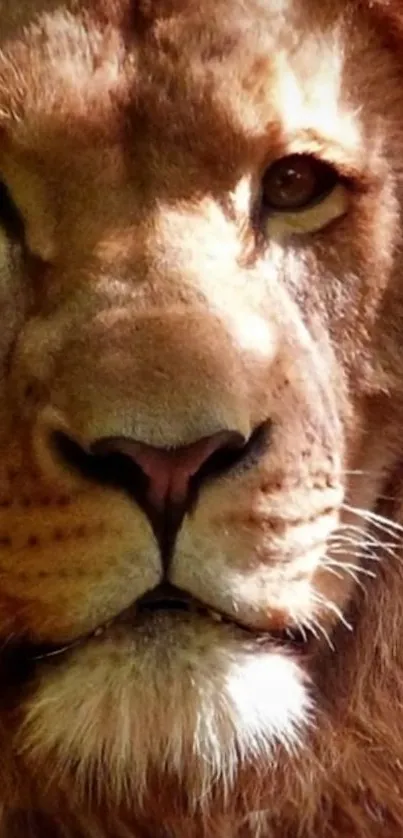 Close-up of a majestic lion face with a golden brown mane.