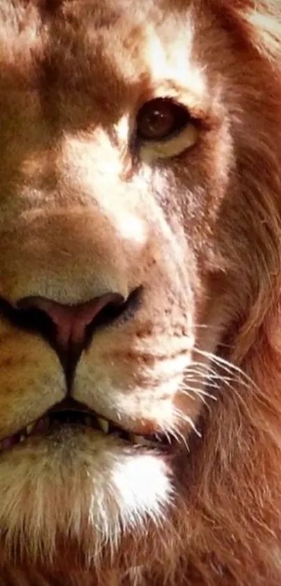 Close-up of a majestic lion's face, showcasing its fur and intense gaze.