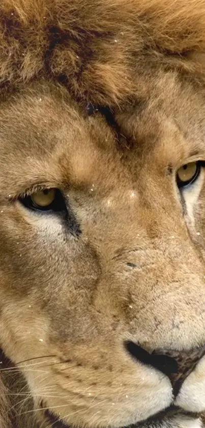 Close-up of a majestic lion's face with a detailed brown mane.