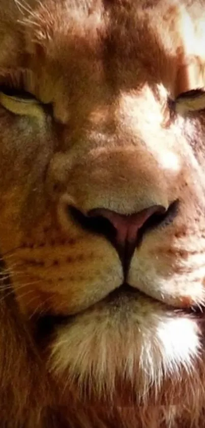 Close-up of a majestic lion's face in warm brown tones.