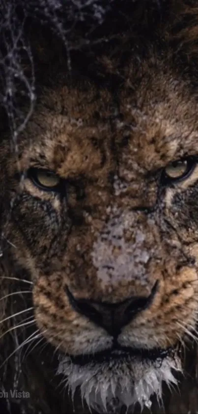 Close-up of a fierce lion's face with intense gaze.