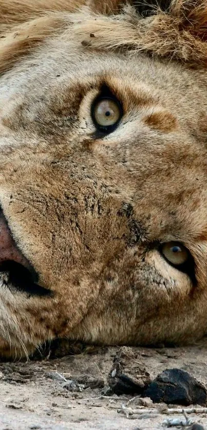 Close-up of a majestic lion resting in the wild with sandy brown fur.