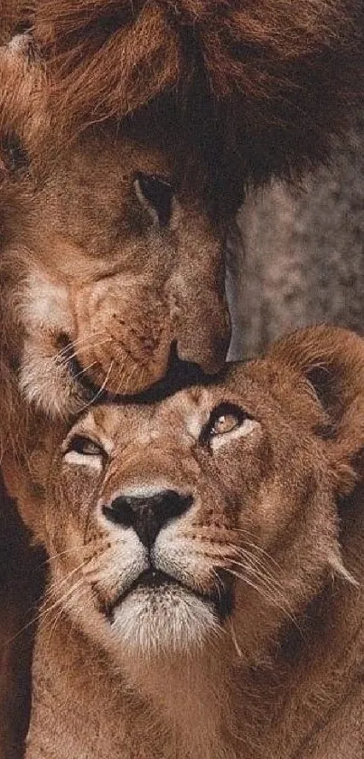 Tender moment between a lion couple in the wild, perfect phone wallpaper.