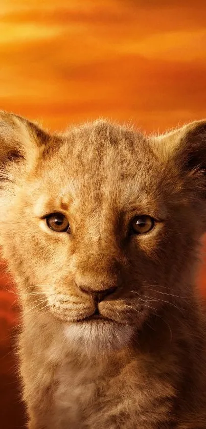 Lion cub against a vivid sunset sky background.