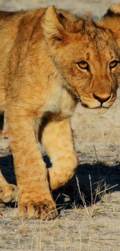 Lion cub walking on sandy terrain, golden brown fur.