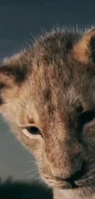 Close-up of a serene lion cub in a brown-toned wallpaper.