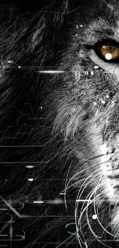 Majestic lion with striking eyes on a dark background wallpaper.