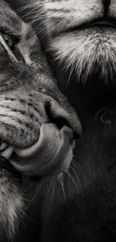 Close-up of two lions in black and white, displaying affection.