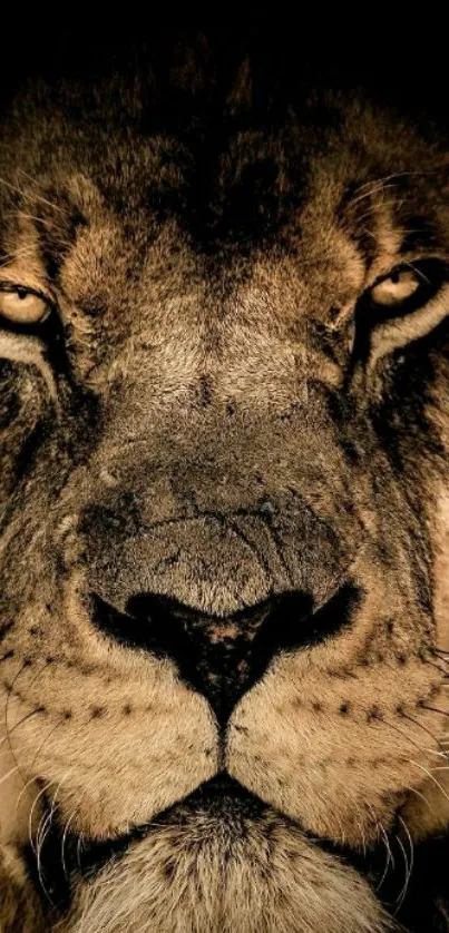 Close-up of a majestic lion's face with intense gaze.