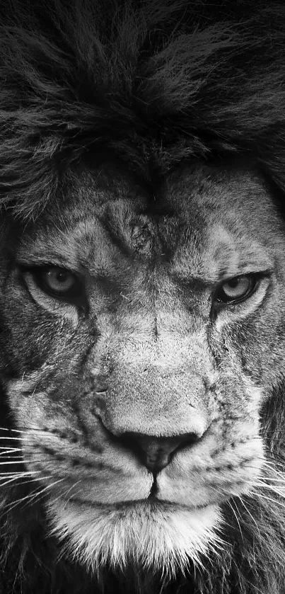 Black and white close-up of a lion's intense gaze.