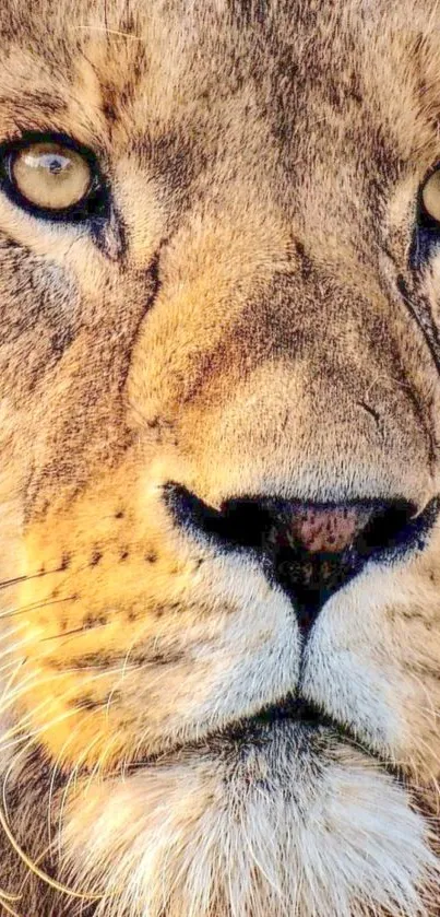 Close-up of a majestic lion's face displaying fierce and captivating eyes.