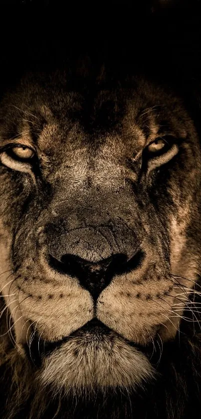 Close-up of a majestic lion's face in dark tones.