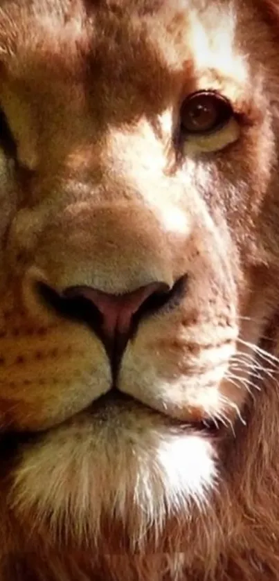 Close-up of a lion's face in natural light.