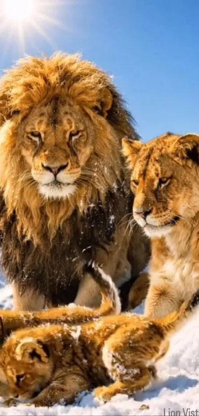 Lion family resting in snowy mountains under bright sunlight.