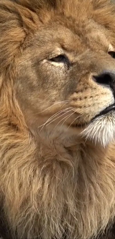 Majestic lion with a fierce gaze and flowing mane in high-resolution mobile wallpaper.