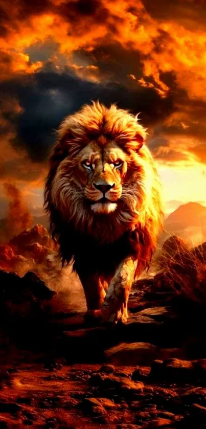 Fierce lion walking in fiery sunset landscape wallpaper.