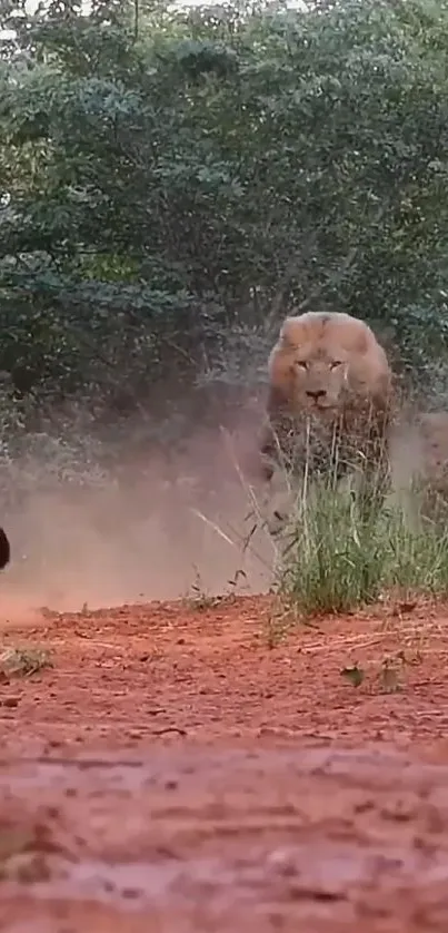 Lion chasing in the savannah with red dirt foreground.