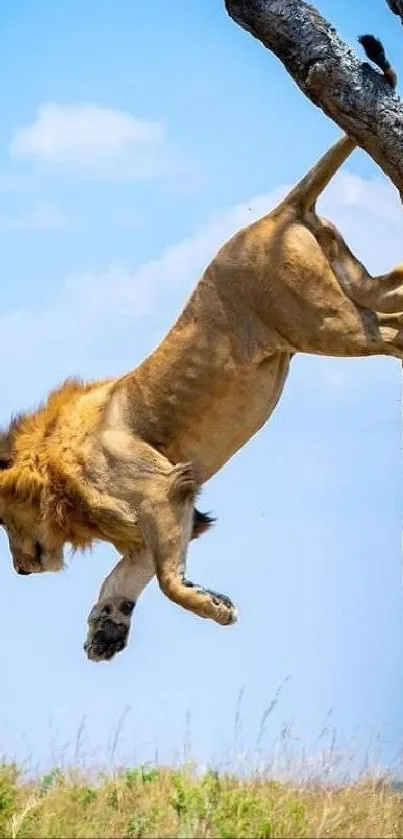 Lion leaping from a tree in vibrant savanna scenery.