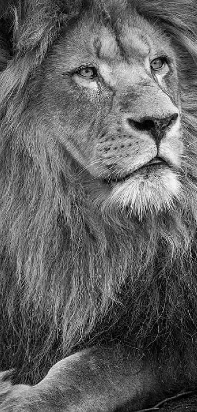 Majestic lion in monochrome, showcasing power and elegance.