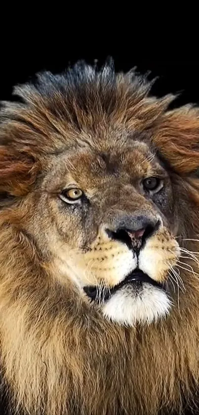 Majestic lion with dark mane on black background, mobile wallpaper.