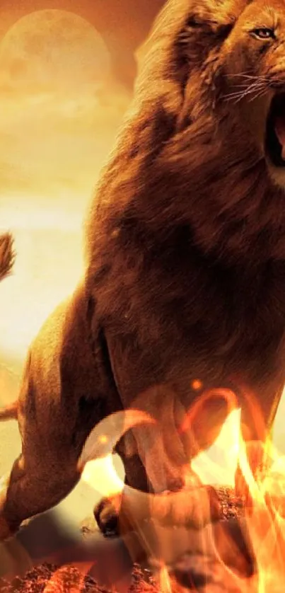 Roaring lion in fiery sunset mobile wallpaper.