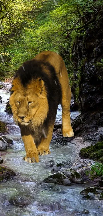 Lion walking through a tranquil forest stream.