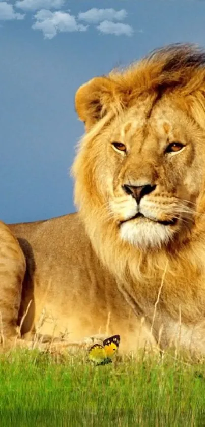 Majestic lion relaxing on the grass with a clear blue sky.