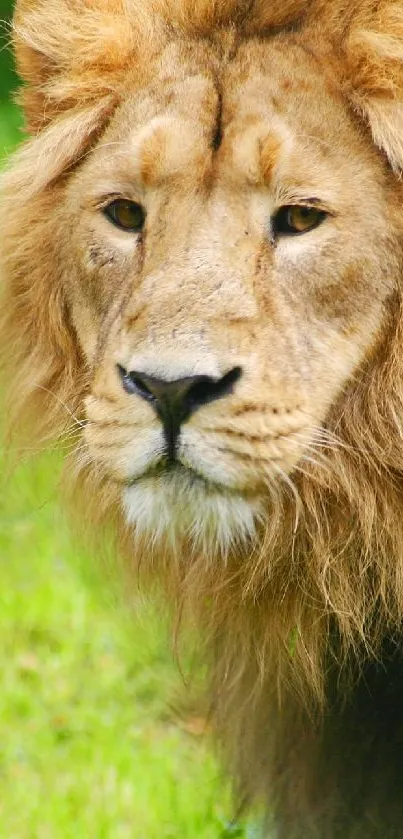 Majestic lion standing in lush green landscape.