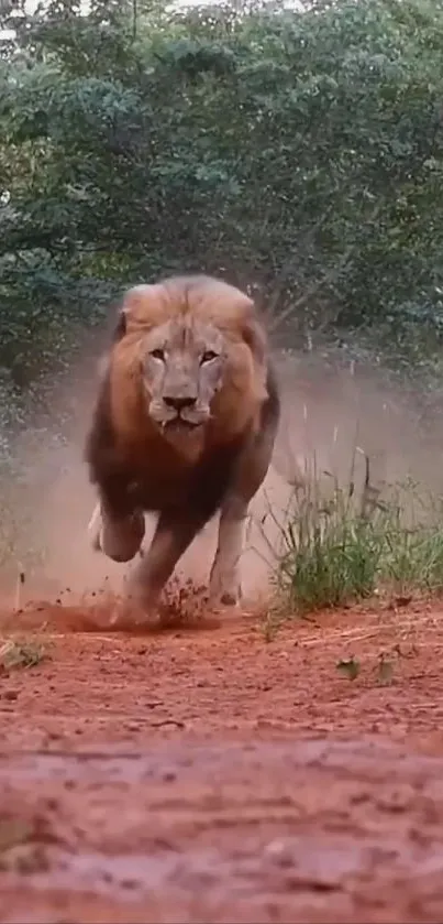 Lion running on a red dirt path in a forest setting.