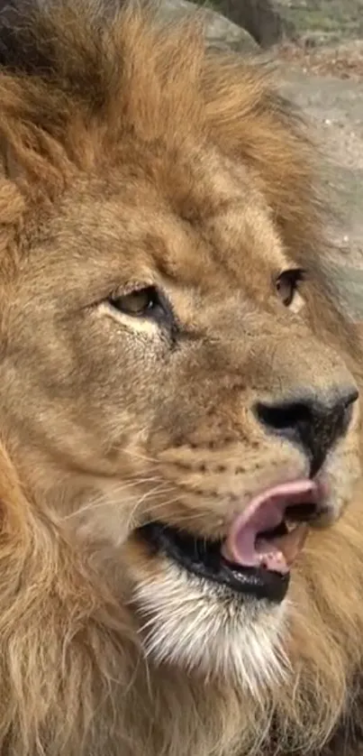 Majestic lion licking lips in natural setting.