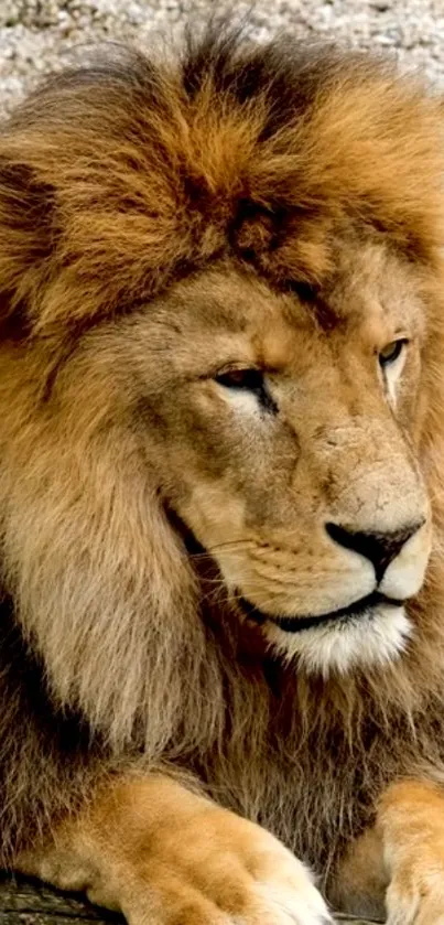 Majestic lion resting with rich brown mane in natural setting.