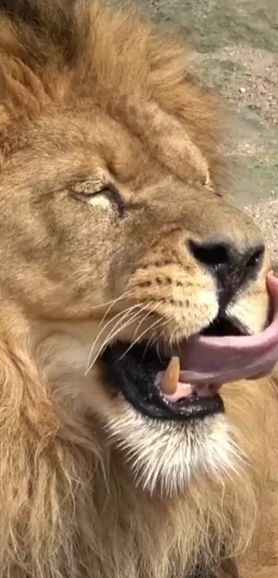 Lion resting with mouth open and eyes closed, capturing natural beauty.