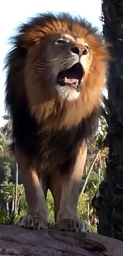 Majestic lion roaring in a lush nature setting with trees.