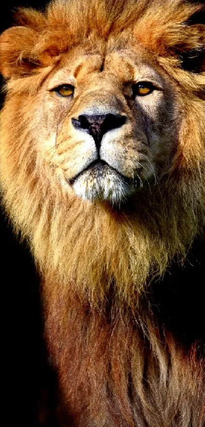 Majestic lion portrait against dark background.