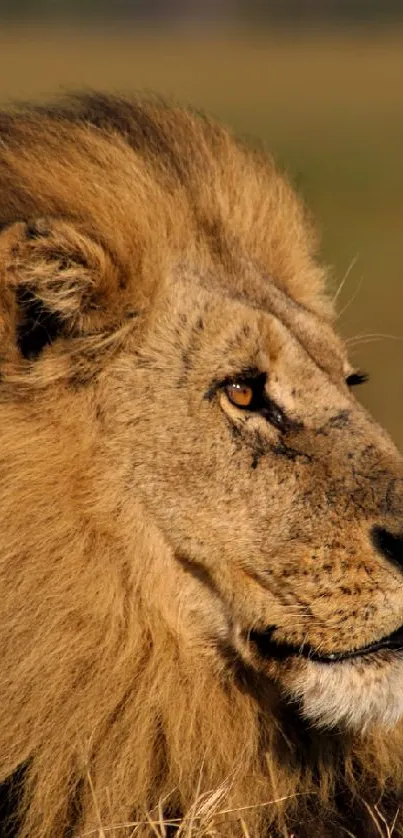 Majestic lion resting in the savanna, perfect mobile wallpaper.