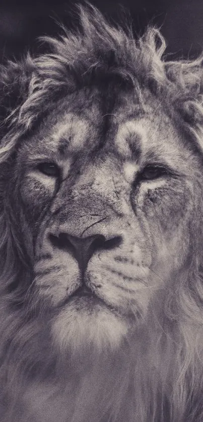 Majestic sepia-toned lion mobile wallpaper showcasing wild beauty.