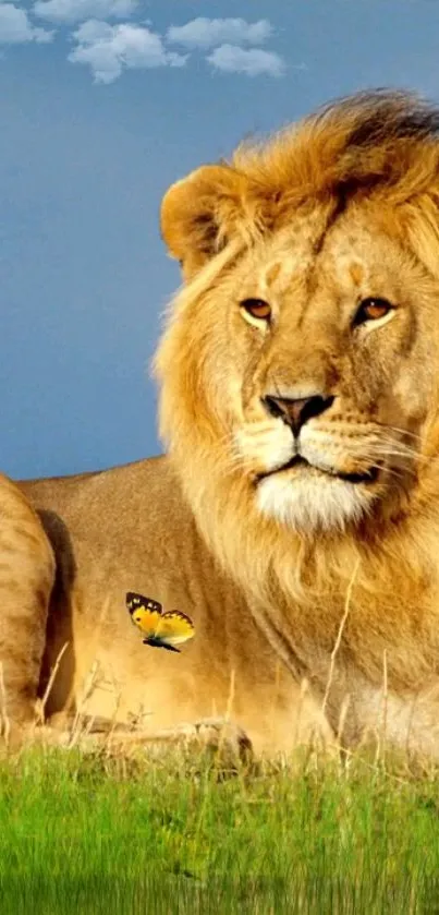 Majestic lion resting in Serengeti grass with butterfly.