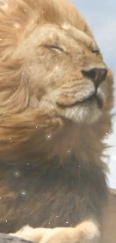 Majestic lion basking in sunlight on rock.