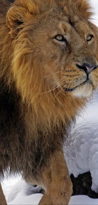 Majestic lion walking through snowy landscape, displaying natural beauty.