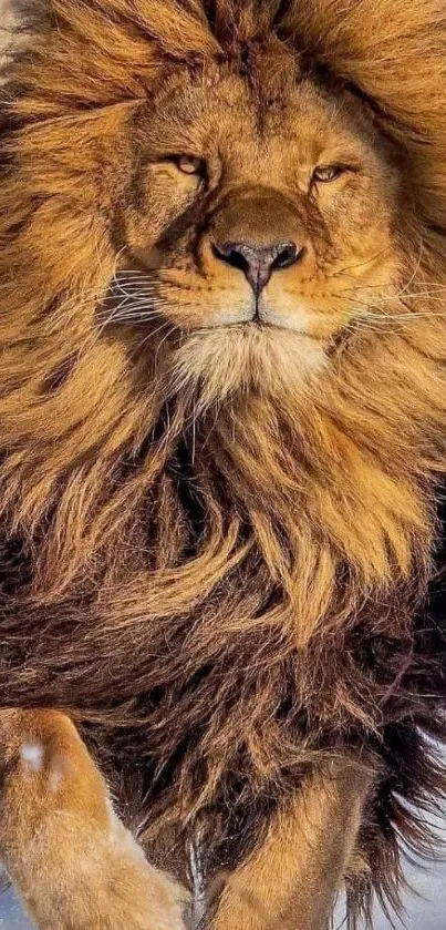 Majestic lion with golden mane in snow.