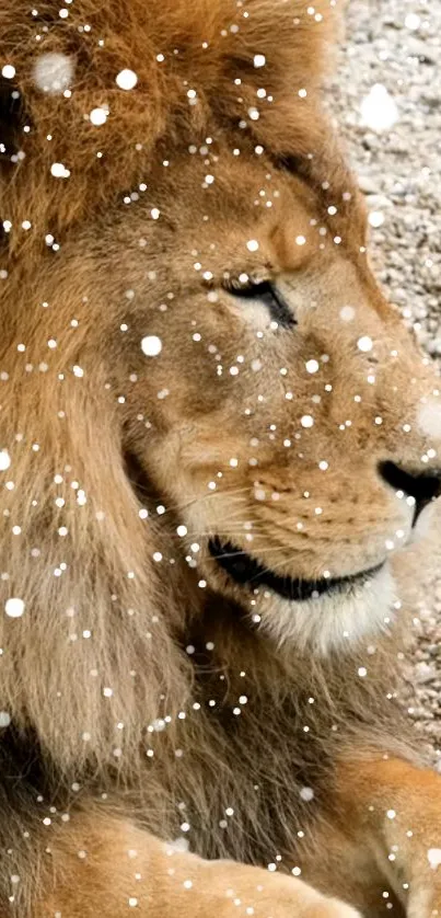 Majestic lion relaxing in gentle snowfall