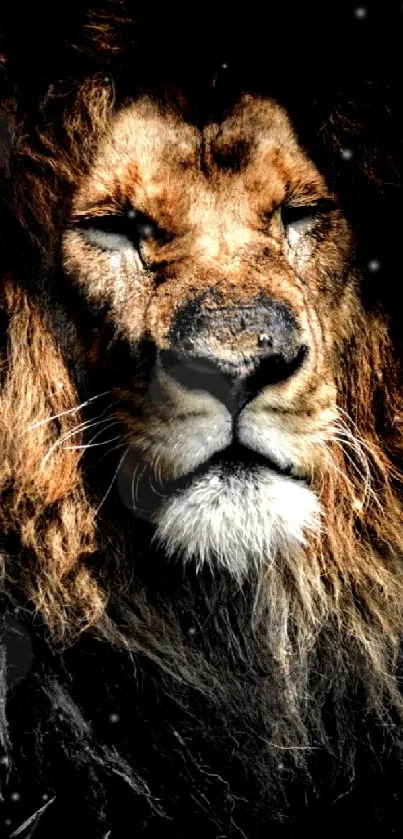 Close-up portrait of a majestic lion in dark shadows, highlighting its regal presence.