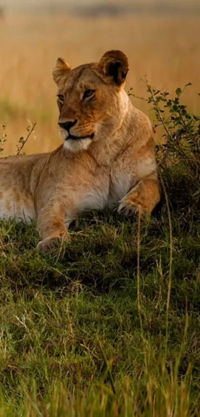 Lion resting in the grassy savannah at sunset.