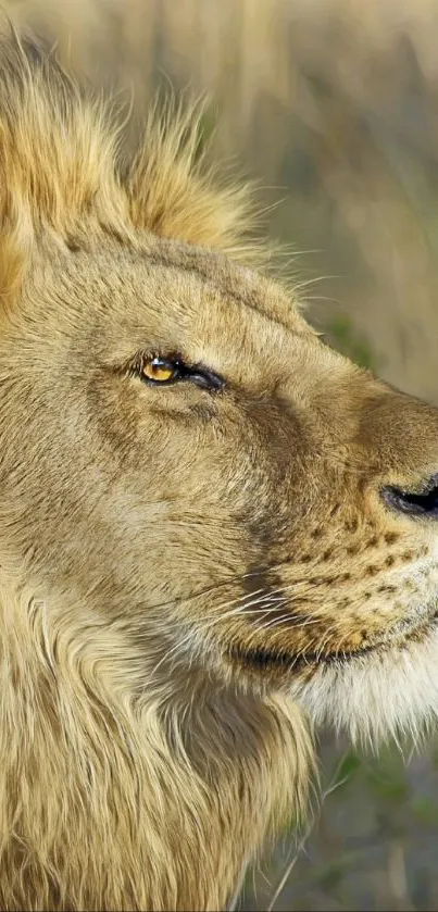 Majestic lion with golden mane in the wild.