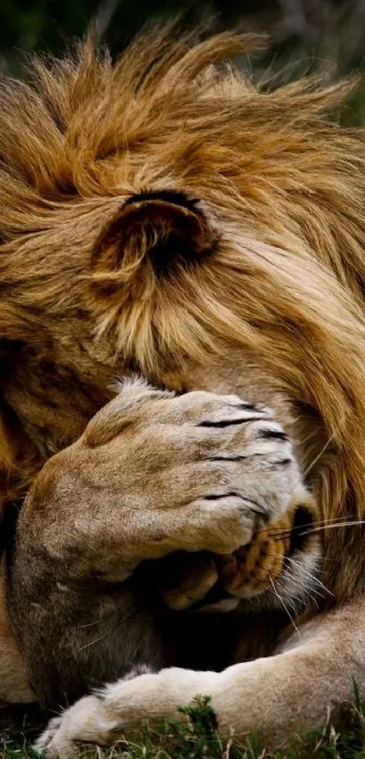 Majestic lion with mane resting peacefully in natural setting.