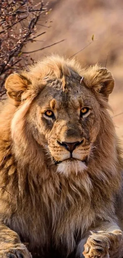 Majestic lion resting in the savanna grasslands.